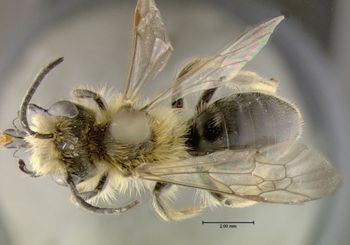 Media type: image;   Entomology 609582 Aspect: habitus dorsal view